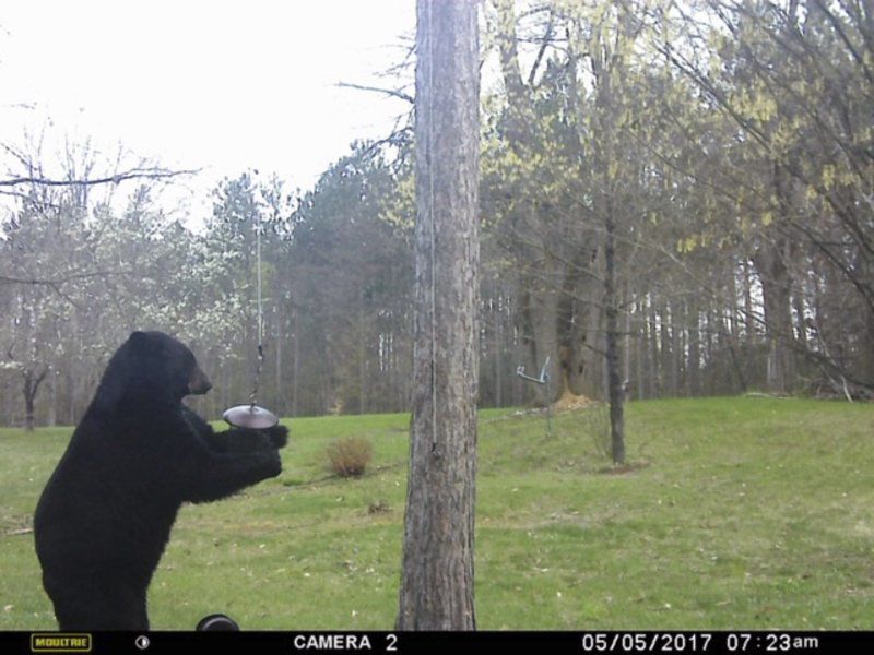 Black bear population climbing